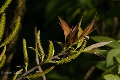 Salix tetrasperma